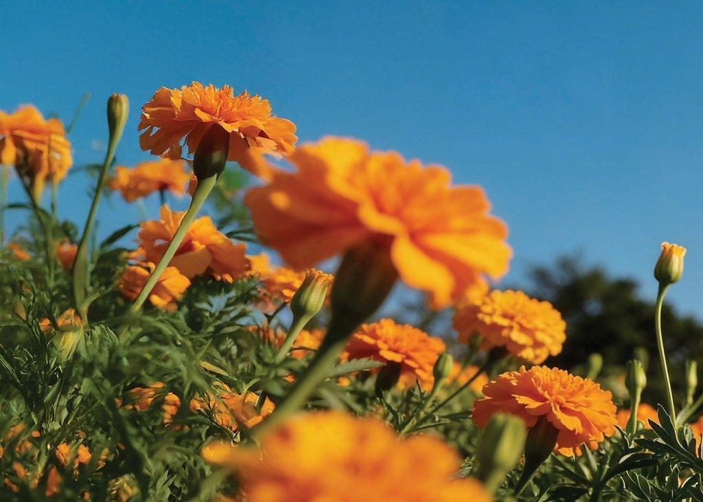 Prestige Marigold Phase2 02